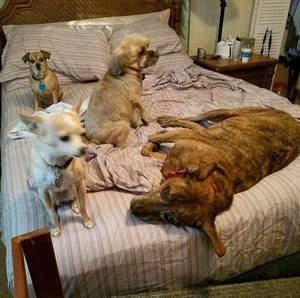 Meet your Posher, Dennis